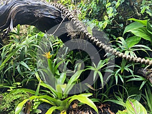 Various flowers and tropical plants in the University of Zurich or Botanischer Garten der UniversitÃ¤t ZÃ¼rich