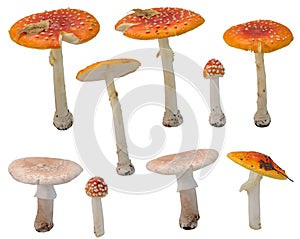Various fly agaric mushrooms at various angles on white background