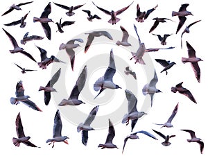 Various flying seagulls isolated on a white background