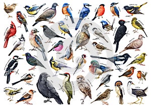 Various forest birds watercolor illustration big set. Hand drawn realistic bird collection with names. Woodpecker, robin