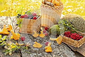 Various forest wild mushrooms and berries with natural elements