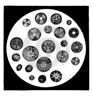 Various forms of diatoms, vintage engraving photo