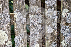 Various forms of lichen on wood slates.