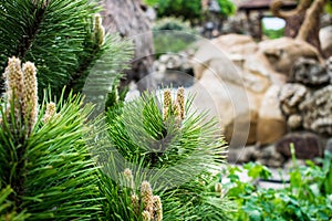 Various fragrant coniferous trees and bushes in a park of stones under the open sky.