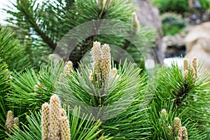 Various fragrant coniferous trees and bushes in a park of stones under the open sky.