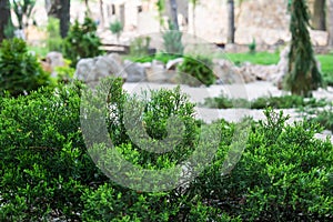 Various fragrant coniferous trees and bushes in a park of stones under the open sky.