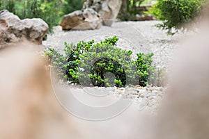 Various fragrant coniferous trees and bushes in a park of stones under the open sky.