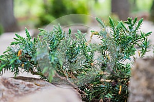 Various fragrant coniferous trees and bushes in a park of stones under the open sky.