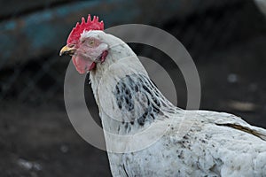 Various free range chickens.