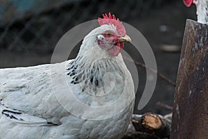 Various free range chickens.