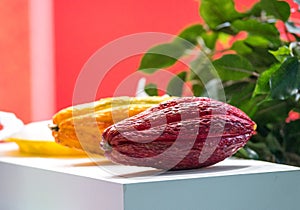 Various of Fresh cocoa fruits on the table