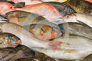 Various fresh fish at a fish market