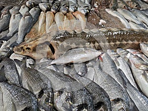 Various fresh fish at market - stellate sturgeon
