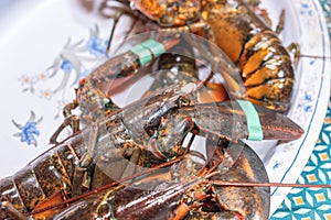 various fresh galician lobster lubrigants for cooking, delicious gastronomy photo