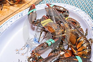 various fresh galician lobster lubrigants for cooking photo
