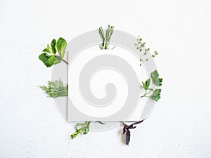 Various fresh garden herbs and white square on light background