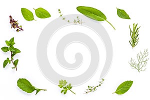 Various fresh herbs from the garden holy basil , basil flower ,rosemary,oregano, sage and thyme ,fennel ,peppermint and mustard l