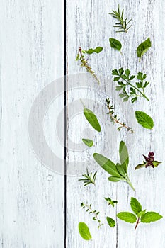 Various fresh herbs from the garden holy basil flower, basil flo