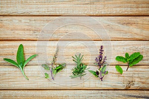 Various fresh herbs from the garden holy basil flower, basil flo