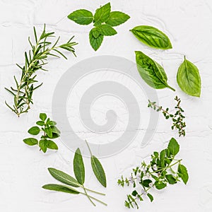 Various fresh herbs from the garden peppermint , sweet basil ,rosemary,oregano, sage and lemon thyme on white wooden background w