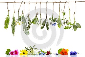 Border with Various fresh herbs and herbal tea on white fresh medicinal plants hanging on the top . Preparing medicinal photo