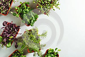 Various fresh micro greens.