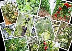 Various fresh organic natural vegetable agriculture collage