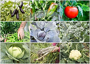 Various fresh organic natural vegetable agriculture collage