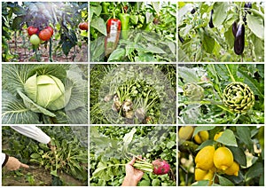 Various fresh organic natural vegetable agriculture collage