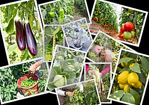 Various fresh organic natural vegetable agriculture collage