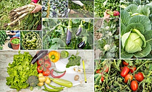 Various fresh organic natural vegetable agriculture collage