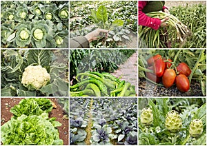 Various fresh organic natural vegetable agriculture collage