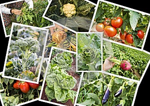 Various fresh organic natural vegetable agriculture collage