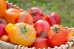 Various fresh picked organic tomatoes in a basket cose