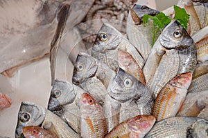 Various fresh seafood and fish displayed on the table for sale in a fish market in Bari, Italy