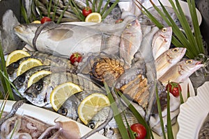 Various fresh seafood and fishes in fish market