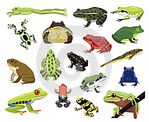 Various Frogs Cartoon Vector Illustration photo