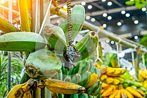 Various fruits of the banana palm tree hybrid variety come in different shapes, colors and sizes. Yellow, green