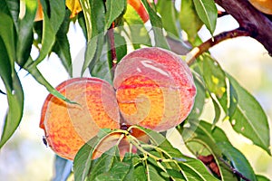 Various fruits and berries, apples, peaches, plums, grapes, strawberries growing in the garden.