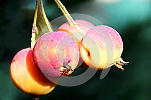 Various fruits and berries, apples, peaches, plums, grapes, strawberries growing in the garden.