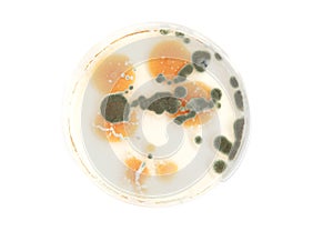 Various fungi on agar plate