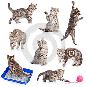 Various funny cats set isolated