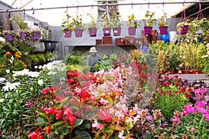 Various garden colorful flowering potted plants and flowers bloom in the greenhouse. Industry of growing for planting