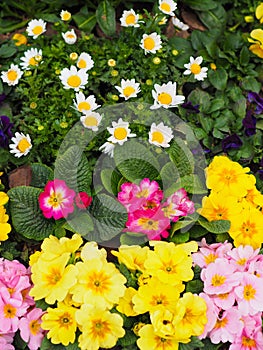 Various garden flowers just as spring starts in a planter.