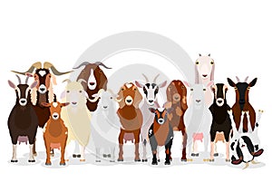 Various goats group