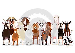 Various goats group photo