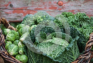 Various green cabbages in basked outdoor on daylight