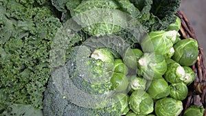 Various green cabbages in basked rotating on daylight