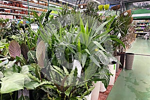 Various green houseplants is sold in store. Flowering indoor plants in small pots in garden shop. Planting of greenery photo