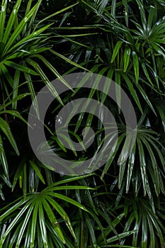 Various green leaves can be used for a background.